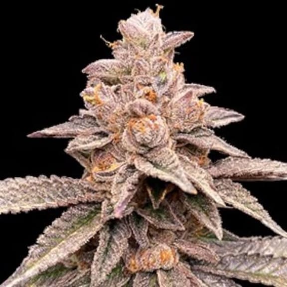 Banana Latte Feminised Seeds - 5-G13L-BANL-FEM-5