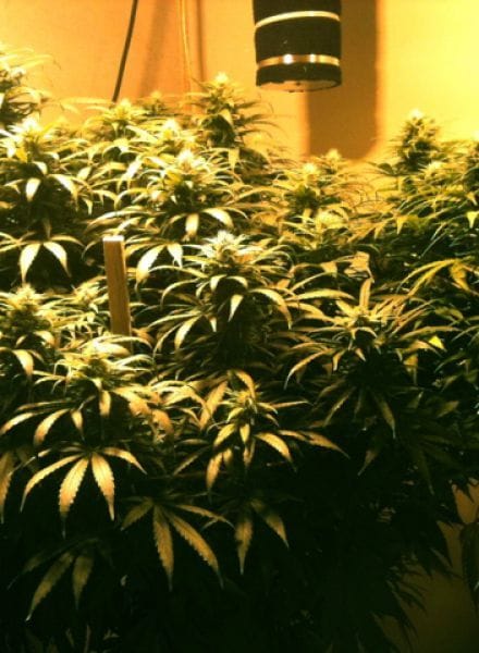 Sweet Island Skunk Regular Seeds - 12-BCBD-SWISK-REG-12