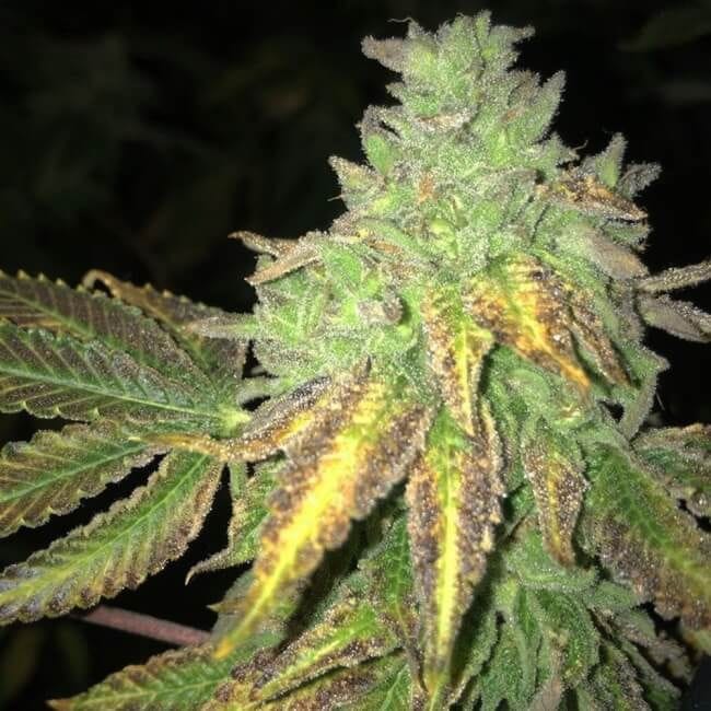 Shiloh Z Feminised Seeds - 5+1-THS-SHILOZ-FEM-5
