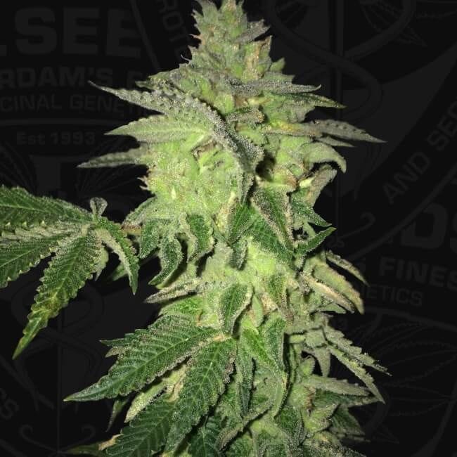 Shiloh Z Feminised Seeds - 5+1-THS-SHILOZ-FEM-5