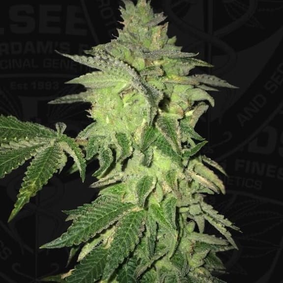 Shiloh Z Feminised Seeds - 5+1-THS-SHILOZ-FEM-5
