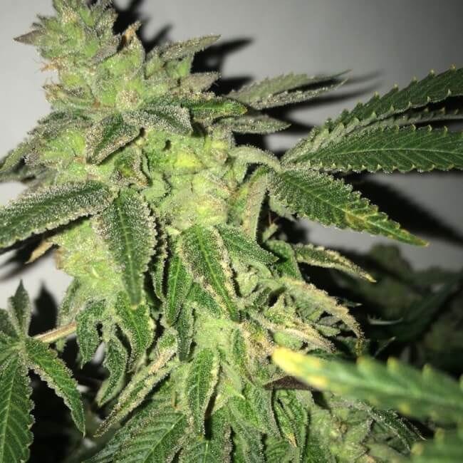 Shiloh Z Feminised Seeds - 5+1-THS-SHILOZ-FEM-5