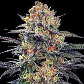 Jealous Mary Auto Feminised Seeds - 5-G13L-JMARY-AUTO-FEM-5