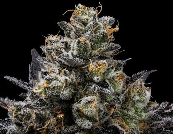 Purple Afghan Kush Regular Seeds - 11-GRB-PHKXAF1-REG-11