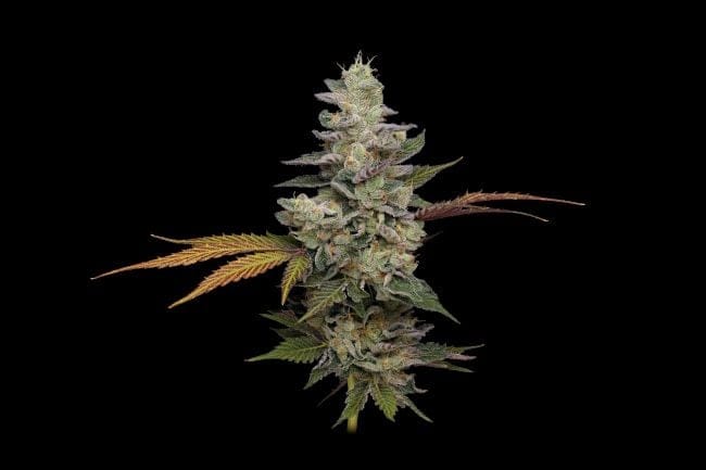 Purple Afghan Kush Regular Seeds - 11-GRB-PHKXAF1-REG-11