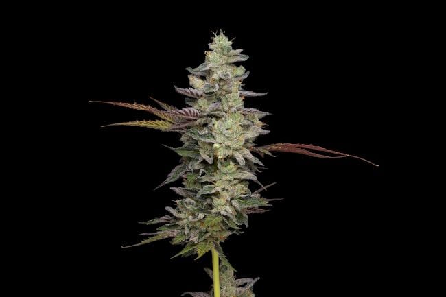 Purple Afghan Kush Regular Seeds - 11-GRB-PHKXAF1-REG-11