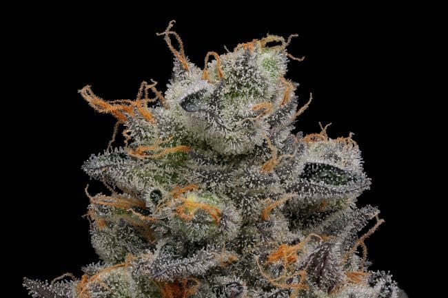 Purple Afghan Kush Regular Seeds - 11-GRB-PHKXAF1-REG-11