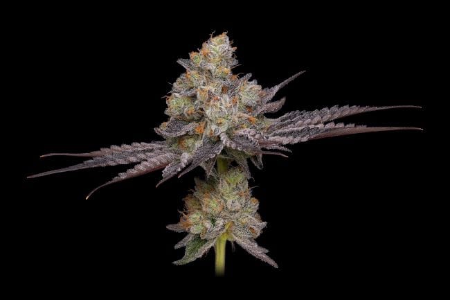 Purple Afghan Kush Regular Seeds - 11-GRB-PHKXAF1-REG-11