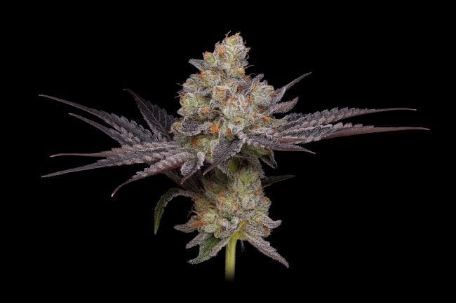 Purple Afghan Kush Regular Seeds - 11-GRB-PHKXAF1-REG-11