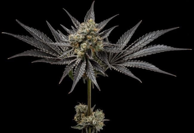 Purple Afghan Kush Regular Seeds - 11-GRB-PHKXAF1-REG-11