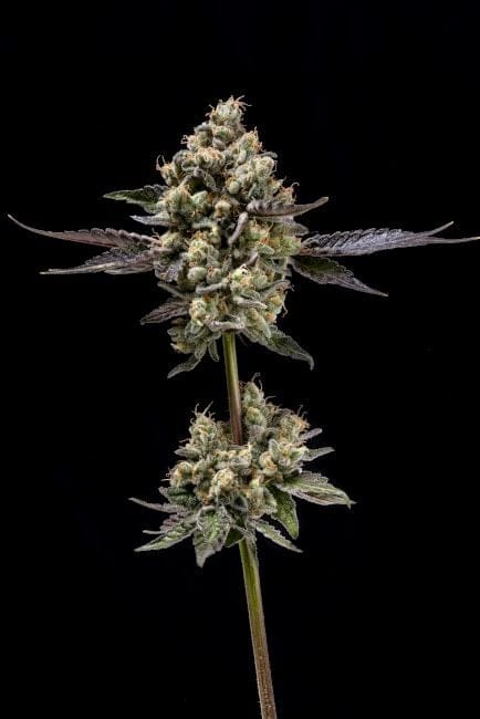 Afghani Mints Regular Seeds - 11-GRB-AMXAF1-REG-11
