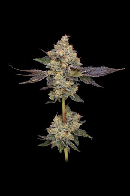 Afghani Mints Regular Seeds - 11-GRB-AMXAF1-REG-11