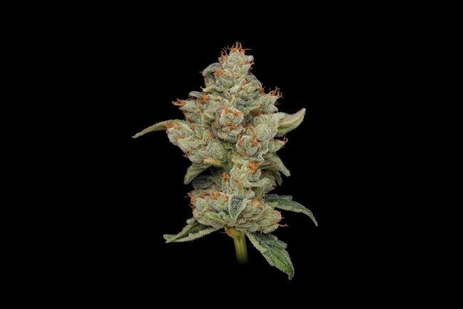 Sour Best Afghani Regular Seeds - 11-GRB-SBSEXAF1-REG-11