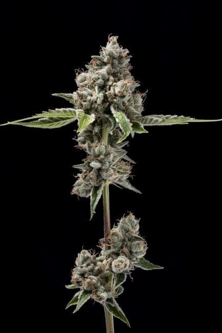 Sour Best Afghani Regular Seeds - 11-GRB-SBSEXAF1-REG-11