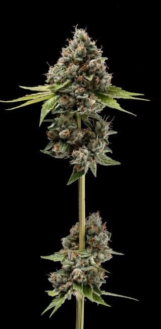 Sour Best Afghani Regular Seeds - 11-GRB-SBSEXAF1-REG-11
