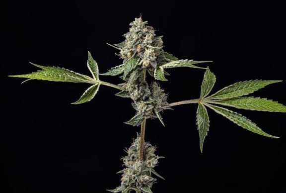 Kosher Afghan Kush Regular Seeds - 11-GRB-KKXAF1-REG-11