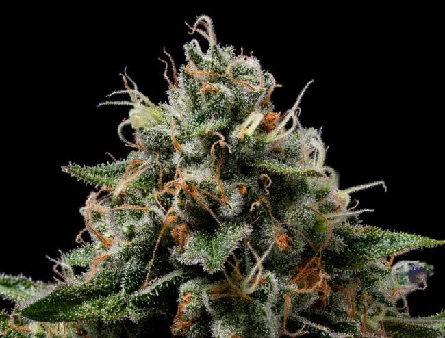 Northern Afghani Lights Regular Seeds - 11-GRB-89NLXAF1-REG-11