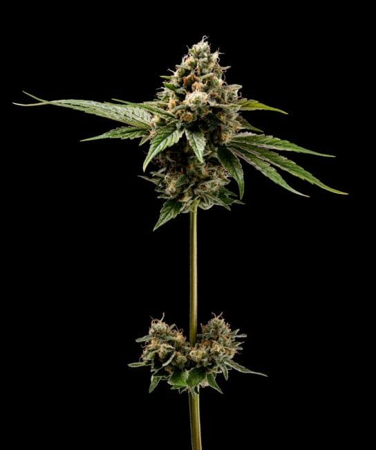 Northern Afghani Lights Regular Seeds - 11-GRB-89NLXAF1-REG-11