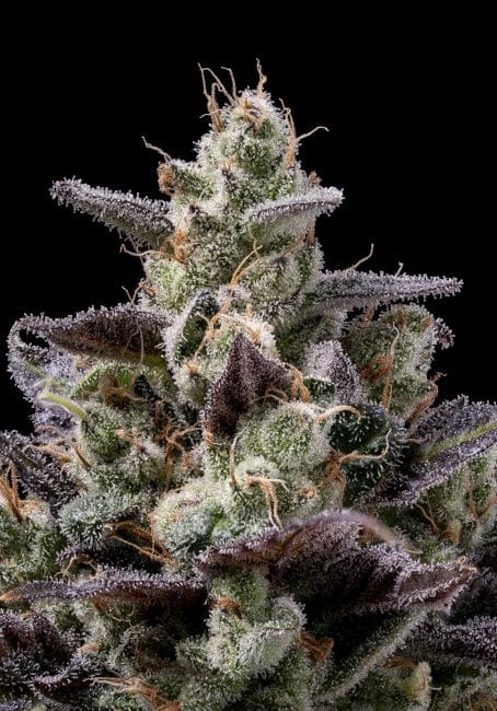 Chem D-Light Regular Seeds - 11-GRB-CHDX89NL5-REG-11