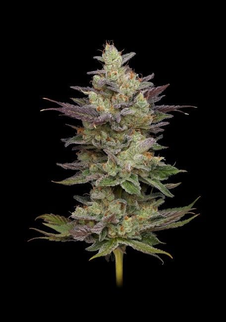 Chem D-Light Regular Seeds - 11-GRB-CHDX89NL5-REG-11