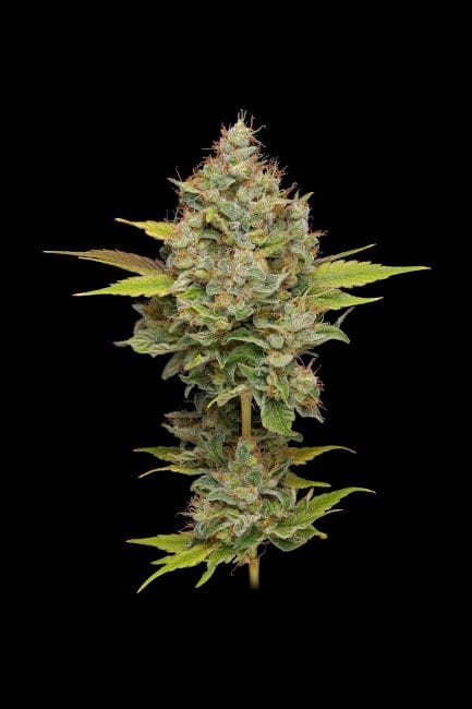 Hazy Lights Regular Seeds - 11-GRB-HKX89NL5-REG-11