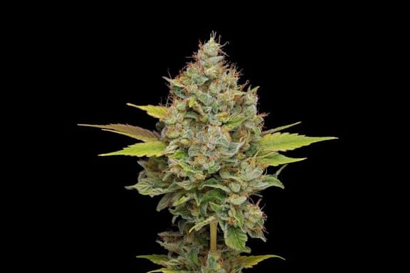 Hazy Lights Regular Seeds - 11-GRB-HKX89NL5-REG-11