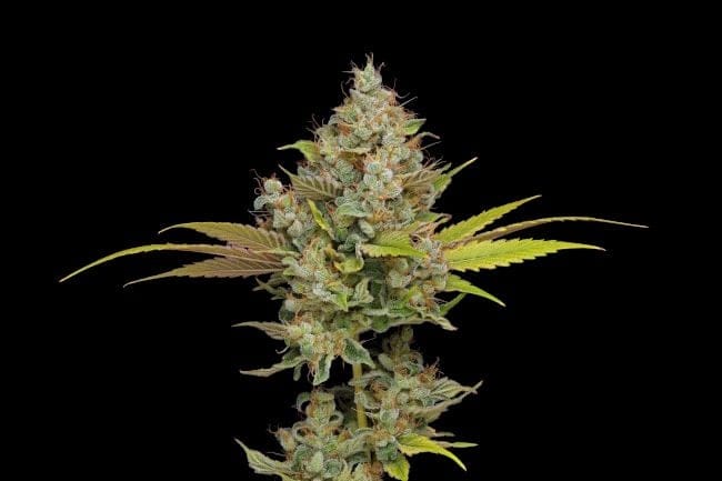 Hazy Lights Regular Seeds - 11-GRB-HKX89NL5-REG-11