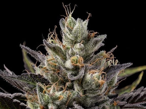 Northern Lights OG Regular Seeds - 11-GRB-SBSEX89NL5-REG-11