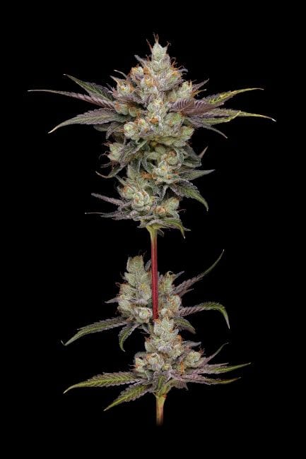 Northern Lights OG Regular Seeds - 11-GRB-SBSEX89NL5-REG-11