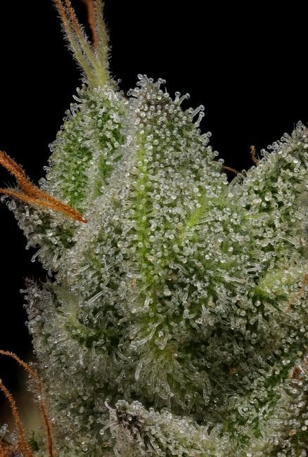 Northern Lights OG Regular Seeds - 11-GRB-SBSEX89NL5-REG-11