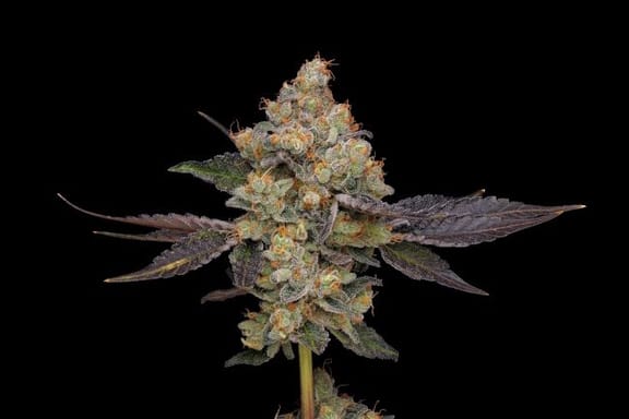 Northern Mints Regular Seeds - 11-GRB-AMX89NL5-REG-11