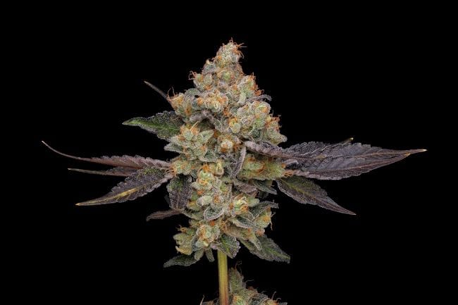 Northern Mints Regular Seeds - 11-GRB-AMX89NL5-REG-11