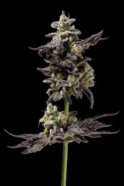 Northern Runtz Regular Seeds - 11-GRB-RUNX89NL5-REG-11