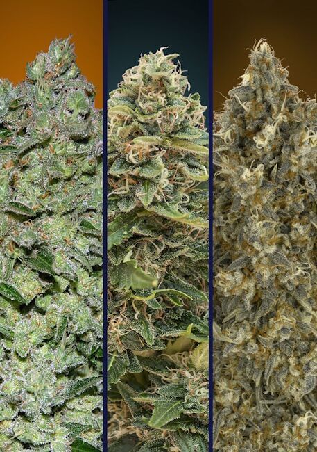 Collection #7 Auto Feminisiert Saatgut - 6-ADV-COLL7-AUTO-FEM-6