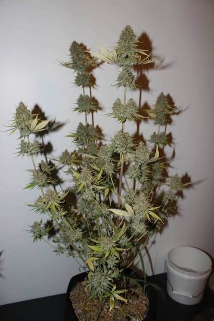 Cherry Trance Regular Seeds - 11-BODH-CHTR-REG-11