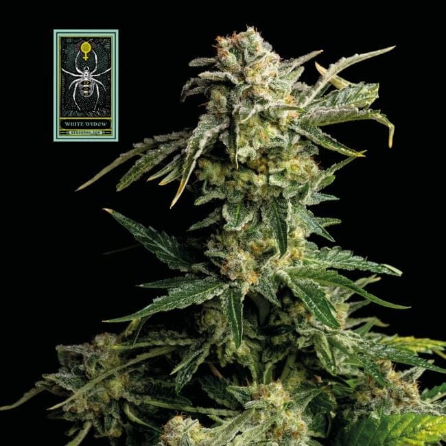 White Widow Féminisée Semences-whitewidow