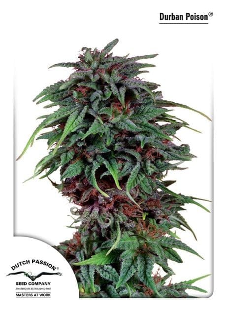 Durban Poison Feminised Seeds-dp-durbanpoison