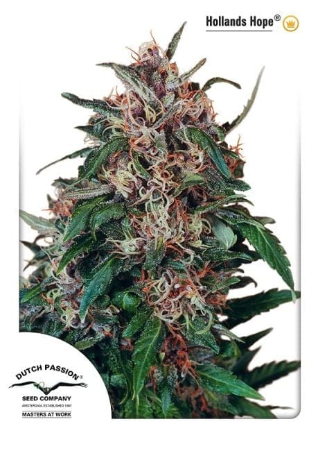 Holland's Hope Feminized Seeds-dp-hollandshope