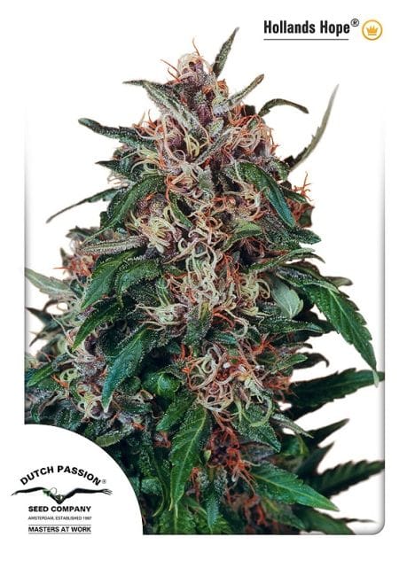 Holland's Hope Feminized Seeds-dp-hollandshope