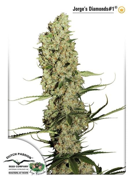 Jorge's Diamonds #1 Feminized Seeds-dp-jorgesdiamonds