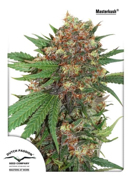 Master Kush Feminised Seeds-dp-master-kush