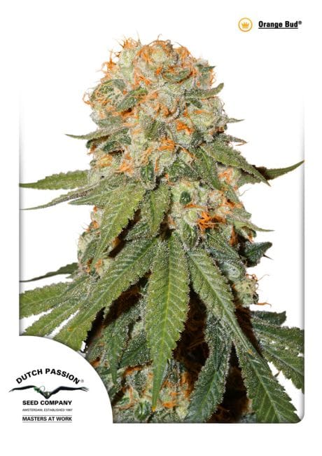 Orange Bud Feminized Seeds-dp-orangebud