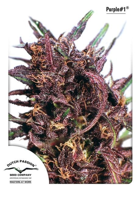 Purple #1 Feminised Seeds-dp-purple-1