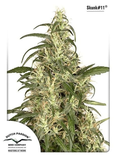Skunk #11 Feminised Seeds-dp-skunk-11