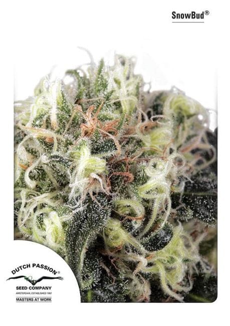Snow Bud Feminized Seeds-dp-snowbud