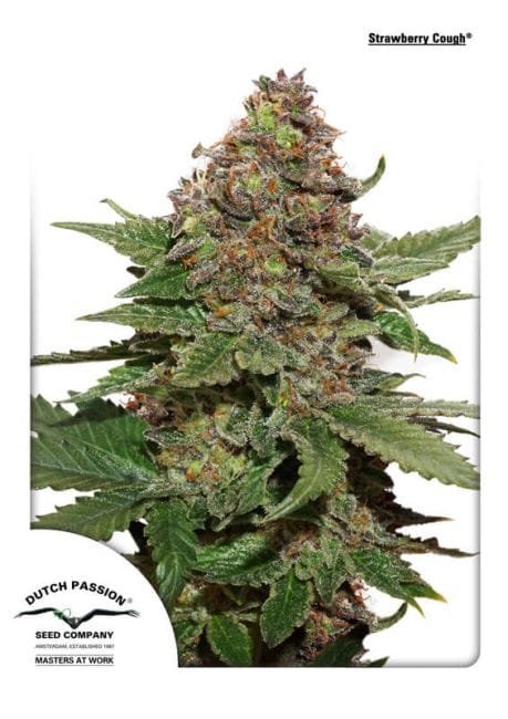 Strawberry Cough Feminised Seeds-dp-strawberrycough