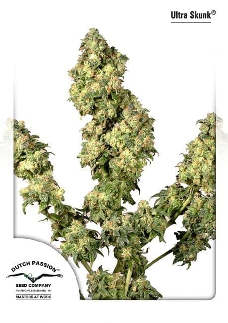 Ultra Skunk θηλυκοποιημένα σπόροι-dp-ultraskunk