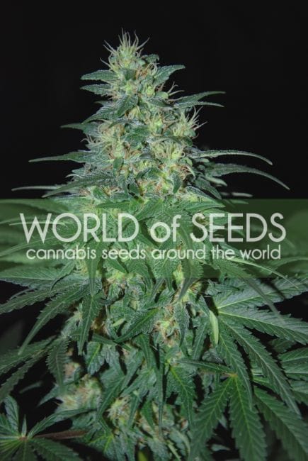 S. African Kwazulu Feminised Seeds-south-african-kwazulu