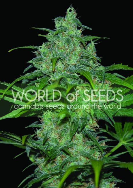 Wild Thailand Feminised Seeds-wild-thailand
