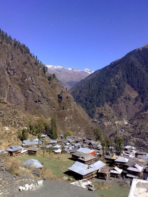 Malana Cream Regular Seeds-rsc-malana